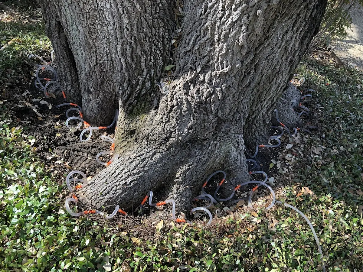 Detailed Tree Cabling and Bracing job site in Whitethorn