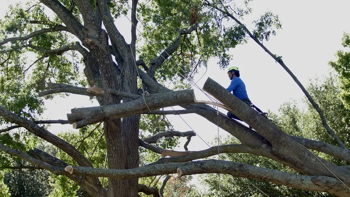 Professional Crown Thinning performed by certified arborists in Whitethorn