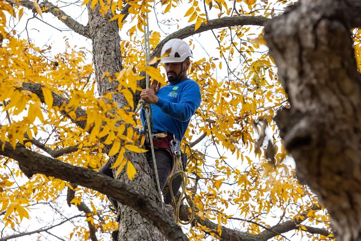 Skilled Emergency Tree Service crew working in Whitethorn